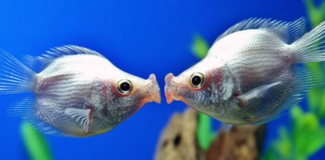 30 facts about tropical fish... Cute Animals Kissing, Animals Kissing, Underwater Creatures, Freshwater Fish, Love Is In The Air, Animal Fashion, Wonderful Day, Funny Animal Pictures, Tropical Fish