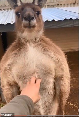 An owner filmed herself scratching the buff kangaroo at a tourist park in Port Lincoln in South Australia this month Funny Kangaroo Pictures, Buff Kangaroo, Port Lincoln, Funny Reaction, Art House, Farm Heroes, Funny Reaction Pictures, South Australia, Stick It Out