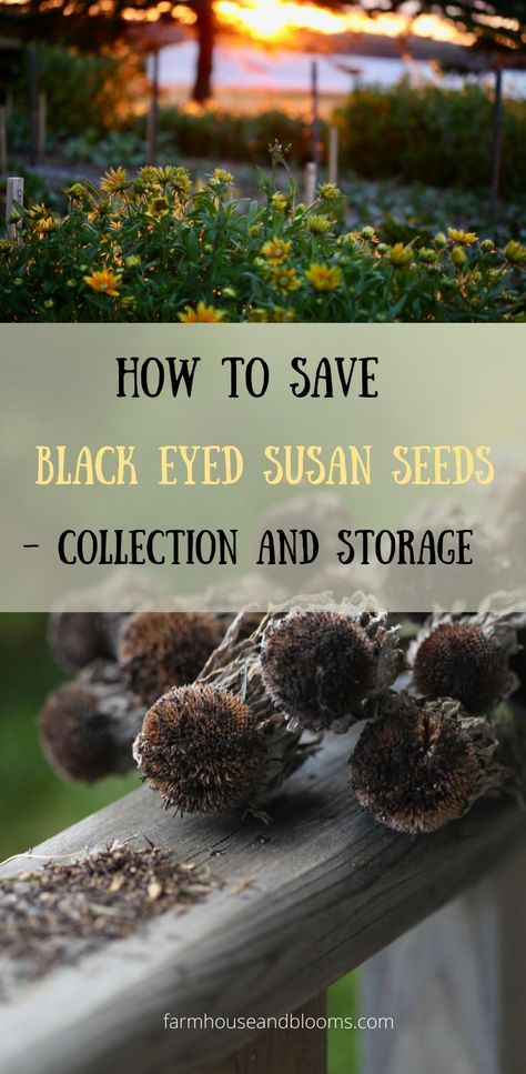 two pictures, one of black eyed susan flowers, and one of black eyed susan seedheads at the end of the season Black Eyed Susan Seeds, How To Store Seeds, Bright Cottage, Cottage Garden Flowers, Black Eyed Susan Flower, Flowers To Go, Growing Vegetables In Pots, Charming Cottage, Grow Lights For Plants