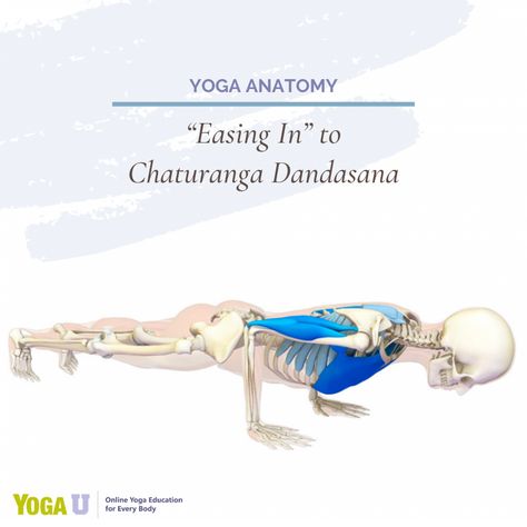 The keyword here is "ease". When you think about Chaturanga Dandasana you might not be thinking ease? But in this article, Dr. Ray Long shares some tips (and explores some props) for making Chaturanga Dandasana smooth, comfortable, accessible, and yes, filled with ease. #chaturangadandasana #chaturanga #yogaeverydamnday #yoga #yogainspiration #yogapose #yogateacher #yogatutorial Bandha Yoga, Hip Abductors, Chaturanga Dandasana, Yoga Articles, Yoga Master, Yoga Anatomy, Plank Pose, Yoga Tutorial, Vinyasa Flow