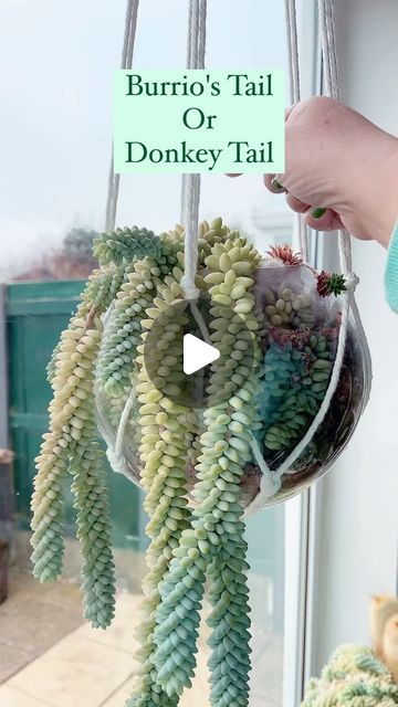 Gardener_Community on Instagram: "burro’s tail plant propagation and care   #succulent #succulents #cactus #plants #succulentsofinstagram #succulentlove #plant #succulentgarden #cacti #garden #succulentaddict #succulove #plantsofinstagram #cactuslover #suculentas #succulentlover #flowers #echeveria #nature #plantsmakepeoplehappy #succulentobsession #kaktus #gardening #succulentcollection #flower #sukulent #kakt #plantlover #houseplants #succulentplant" Donkey Tail Succulent Care, Burros Tail Succulent, Succulents Propagating, Donkey Tail Succulent, Burros Tail, Cacti Garden, Propagating Succulents, Succulents Cactus, Plant Propagation