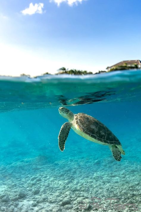 Sea Turtle Pictures, Ocean Pictures, Cute Turtles, Ocean Vibes, Marine Biology, Beautiful Ocean, Marine Animals, Ocean Creatures, Ocean Animals