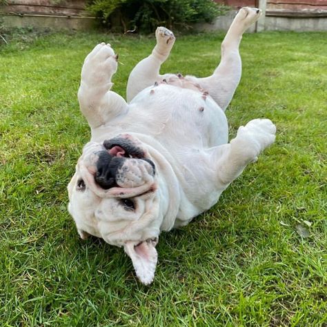 White English Bulldog, Emily English, Bulldog Training, Dog Skin Care, White Bulldog, Baby Bulldog, Bulldog Pics, French Dogs, Bulldog Breeds