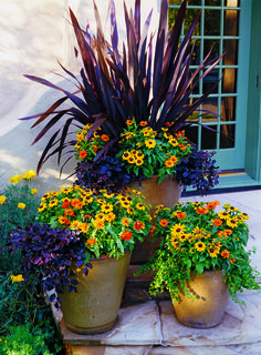 You can spruce up any porch, yard, patio or balcony using colorful, low maintenance plants. Summer Planter, Fall Container Gardens, Fall Containers, Container Garden Design, Container Gardening Flowers, Fall Planters, Meteor Garden 2018, Pallet Garden, Landscape Designs