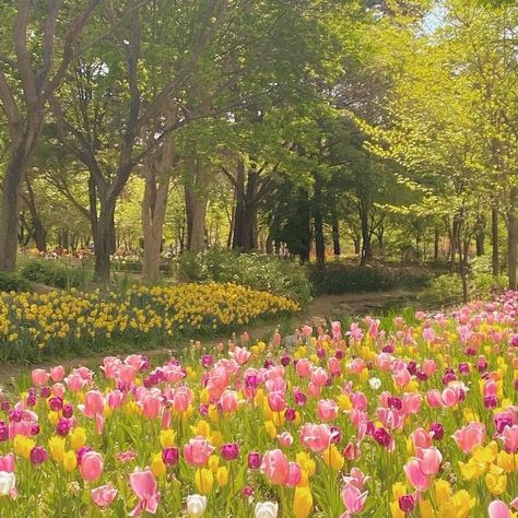 Tulips Garden, Tulip Fields, Nothing But Flowers, Pretty Landscapes, Arte Inspo, Spring Aesthetic, Alam Yang Indah, Pink And Yellow, Nature Aesthetic