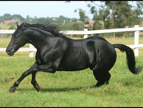 Black Quarter Horse, Horse Colors, Quarter Horses, Black Stallion, Writing Motivation, Animal Photos, Horse Coloring, Pretty Horses, Quarter Horse