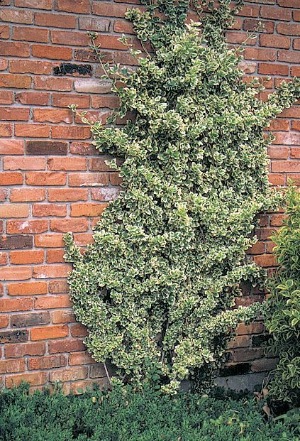 Euonymus Emerald Gaiety, Euonymus Fortunei 'emerald Gaiety', Emerald Gaiety Euonymus, Driveway Plants, Euonymus Fortunei, Small Evergreen Shrubs, Shade Landscaping, Bushes And Shrubs, Small Courtyard Gardens