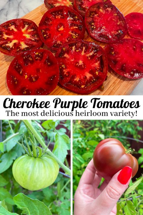 Growing Cherokee Purple Tomatoes Purple Tomatoes, Purple Tomato, Tomato Varieties, Tomato Vine, Types Of Tomatoes, Garden Plots, Purple Plants, Growing Gardens, Tomato Garden