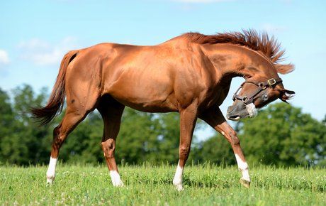 Why California Chrome is so appealing to Japanese breeders | Topics: California Chrome, Sunday Silence, Gentildonna | Thoroughbred Racing Commentary California Chrome, Kentucky Oaks, American Pharoah, Derby Winners, Belmont Stakes, Dubai World, Taylor Made, American Racing, Race Horses