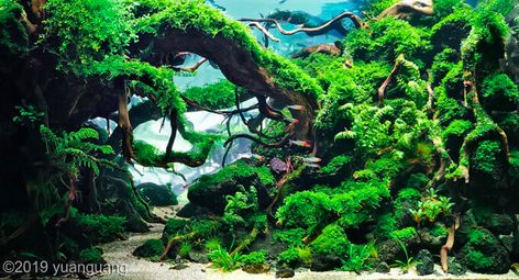 Aquarium Garden, Aquascape Design, Fish Tank Design, Tropical Fish Aquarium, Aquatic Garden, Aquarium Landscape, Reptile Terrarium, Aquascape Aquarium, Life Aquatic