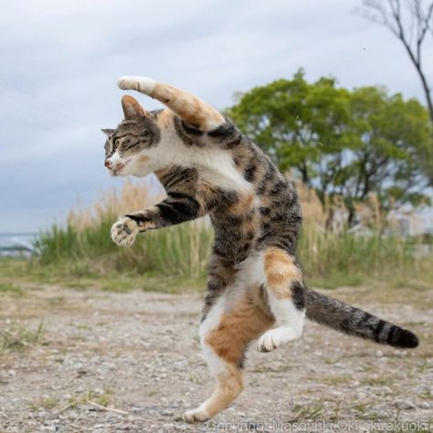 Photographer Continues To Photograph Cats On The Streets Proving That Cats Really Are The Kings Of The World (New Pics) Animal Caricature, Cat Anatomy, Funny Cat Photos, Cat Ideas, Cat Reference, Dancing Cat, Cat Pose, Cat Photography, Warrior Cat