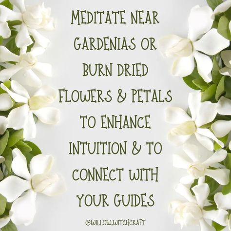 Gardenia Magickal Tip #topicoftheday #todaysposts #gardenia #gardeniamagick #gardeniamagickalproperties #magick #witchcraft #magickaltips #magickalproperties #flowermagick #themagickofflowers Gardenia Flower, Grimoire Book, Flowers Petals, Book Of Shadows, Dried Flowers, Beautiful Flowers, Plants, Flowers, Green