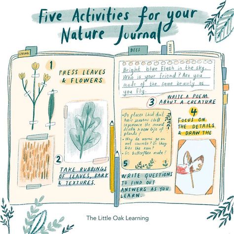 The Little Oak Learning (@the_little_oak_learning) • Instagram photos and videos Autumn Notebook, Nature Guide, Summer Camp Themes, Forest School Activities, Botanical Sketchbook, Field Journal, Nature Journaling, Nature School, Nature Sketch