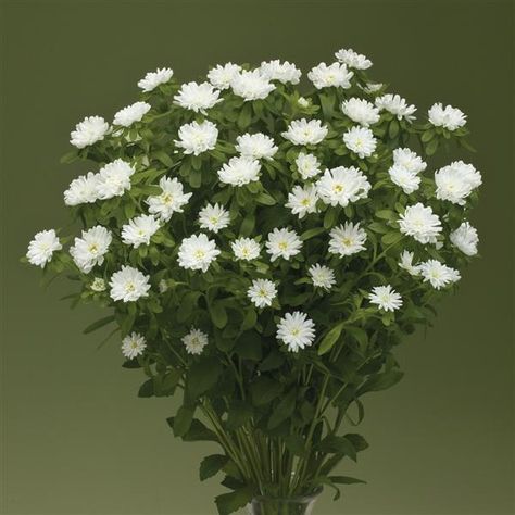 Nina Plus White Cut Flower Aster Plant Information, Cut Flowers, Bouquets, Seeds, Plants, Flowers, White