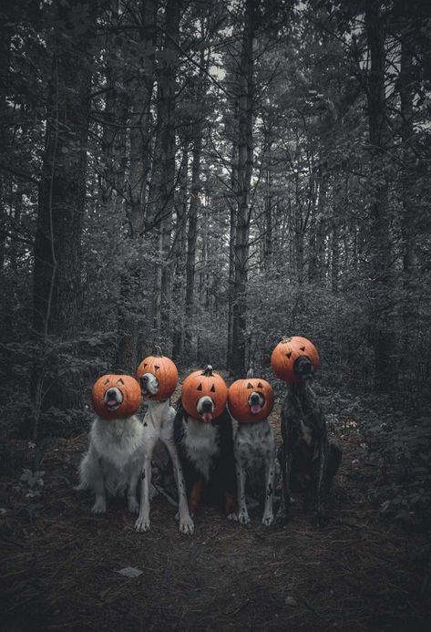 Spooky Dog Photoshoot, Dog Photoshoot Halloween, Halloween Photoshoot With Dog, Dog Ghost Photoshoot, Dog Halloween Photoshoot, Halloween Dog Photoshoot, Halloween Edits, Dog Costumes Halloween Large, Spooky Shoot