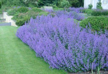 Nepeta Walkers Low, Nepeta Catmint, Drought Landscape, Front Yard Plants, Long Blooming Perennials, Bees And Butterflies, Hardiness Zones, Landscaping Inspiration, Perennial Herbs