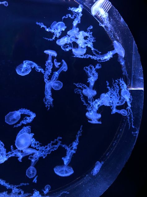 #jelly #jellyfish #pankrac #prague #czechia #seaworld #aquarium Jellyfish In Aquarium, Jellyfish Tank Aquarium, Aquarium Jellyfish, Goldfish Aquarium, Jellyfish Tank, Sea Aquarium, Jellyfish Aquarium, Blue Jellyfish, Pink Moon