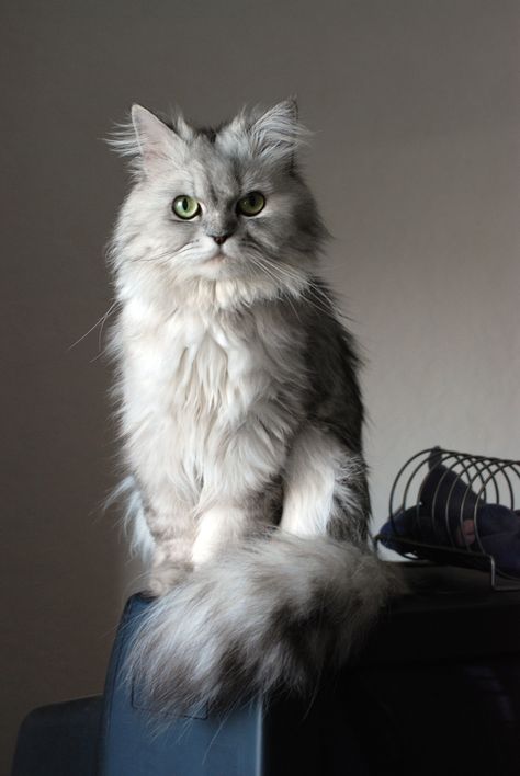 Doll face silver Persian Persian Cat Grey, Gray Persian Cat, Cat Grey, Kitten Breeds, Soul Therapy, Orange Kittens, Persian Kittens, Domestic Animals, Exotic Cats