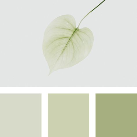 Soft green colour palette idea inspired by nature Pastel Green Colour Palette, Soft Green Color Palette, Green Color Schemes, Green Palette, Green Pearls, Green Colour Palette, Pastel Green, Pearl Color, Colour Palette