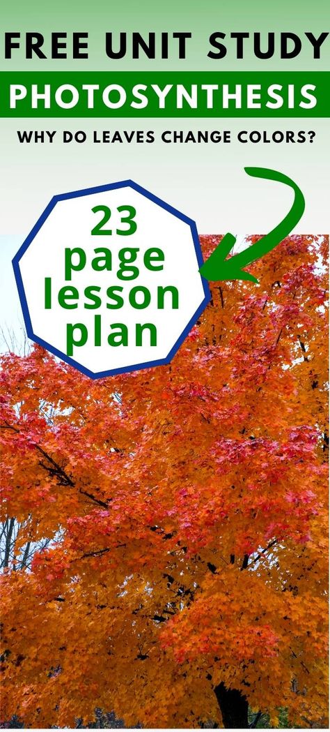 Photosynthesis Lesson Plan, Fall Unit Study, Photosynthesis Activities, Lesson Plan Activities, Weather Unit Study, Fall Lesson Plans, Weather Unit, Fall Lessons, Tree Study