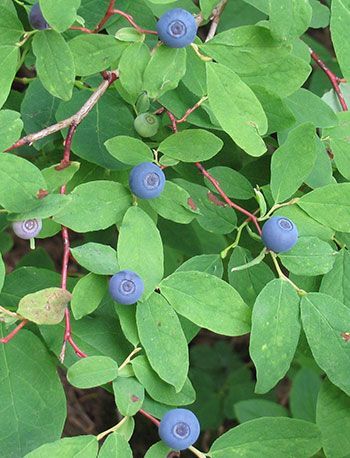 Huckleberry plants, perhaps for greenery? Huckleberry Bush, Huckleberry Plant, Eagle Idaho, Wild Onions, Bog Plants, Fantasy Garden, Mums Flowers, Wild Garlic, Red Currant