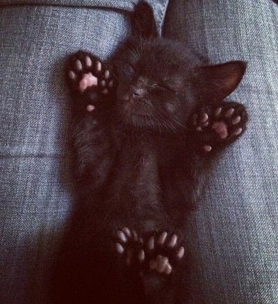 Napping. 💤💤 Gatos Cool, Polydactyl Cat, Sleeping Animals, Sleeping Kitten, Söt Katt, A Black Cat, Cute Black Cats, Cute Kitty, Cute Kittens