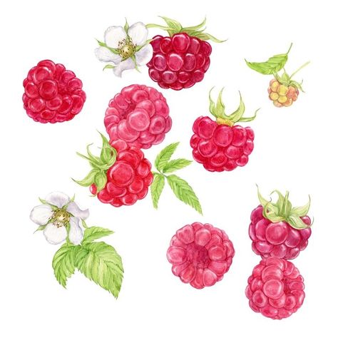 Premium Photo | Photo falling juicy ripe raspberries with green leaves on a white background watercolor illustration Raspberry Watercolor, Hobbit Drawing, Raspberry Drawing, Raspberry Illustration, Raspberry Images, Menu Watercolor, Berry Watercolor, Berries Watercolor, Fruit Paintings