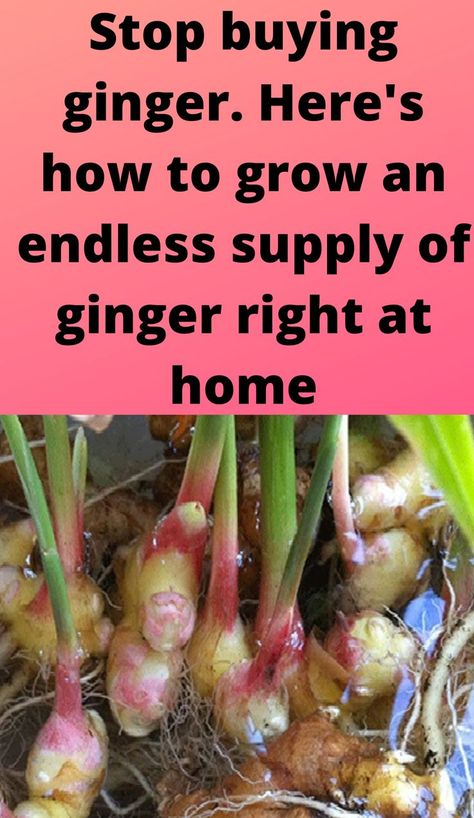 Ginger Plants, Shade Loving Flowers, Garden Planters Diy, Carrot Gardening, Growing Spinach, Ginger Roots, Growing Ginger, Health Benefits Of Ginger, Ginger Benefits