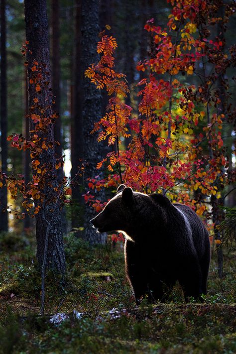 Bear Moodboard, Animal Antlers, Bear Standing, American Black Bear, Black Bears, Bear Hugs, Bear Art, Grizzly Bear, Black Bear