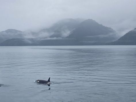 Arctic Mermaid Aesthetic, Alaska Snow, Dusk Summer, Blue Fog, Arctic Sea, Mermaid Aesthetic, Arctic Ocean, Ice Age, Killer Whales