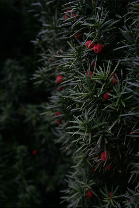 Yew- taxus baccata. Dark green yew trees decorated with red fruit. The fruit is poisonous but how beautiful. A beautiful garden decoration at any time of the year. Evergreen shrubs look beautiful in the winter aura Yew Tree Aesthetic, Yew Berries, Herb Collection, Lonely Mountain, Dark Window, Yew Tree, Taxus Baccata, Altar Ideas, Dark Windows