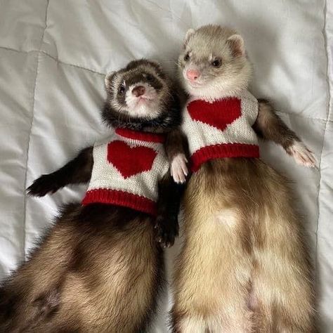 Ferrets In Sweaters, Ferret, On Instagram, White, Instagram