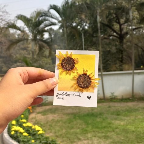 Watercolour Polaroid, Sunflower Polaroid, Polaroid Watercolor, Polaroid Painting, Watercolor Ideas, Vintage Journal, Sunny Day, Pressed Flowers, Golden Hour