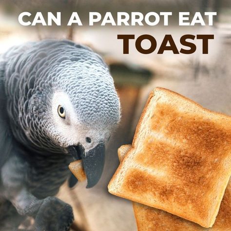 Read on to find out more! Pet Macaw, Parrot Facts, Parrot Diet, Quaker Parrot, Senegal Parrot, Monk Parakeet, Conure Parrots, Amazon Parrot, Grey Parrot