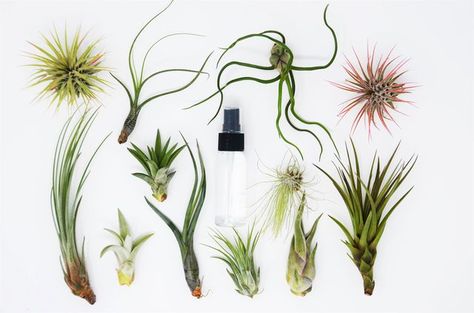 So, we hit the books, did the research, and are now bonafide air plant experts. Here's everything you need to know. Types Of Air Plants, Large Air Plants, Air Plants Decor, Natural Air Purifier, Plants In Bottles, Air Plants Care, Tillandsia Air Plant, Fertilizer For Plants, Plants Decor