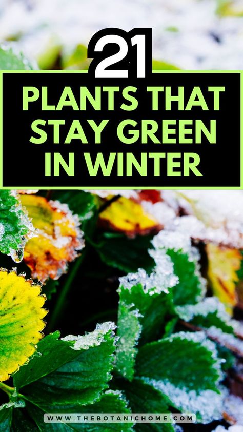 21 best plants that will stay green in winter, showcasing winter gardening ideas and landscaping plants for vibrant outdoor spaces. Winter Garden Plants, Outdoor Winter Plants, Winter Garden Ideas, Perennials Low Maintenance, Small Garden Layout, Flower Garden Layouts, Perennial Garden Plans, Winter Gardening, Full Sun Perennials