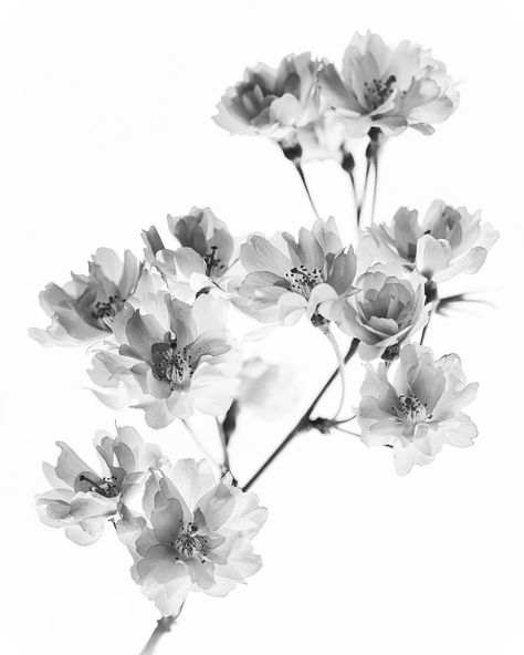 https://flic.kr/p/e1uYqE | Cherry Blossom Black and White | Xray Flower Cherry Blossom, Black And White Cherry Blossom Tattoo, Black Cherry Blossom Tattoo, Xray Flower Tattoo, Black And White Flower Painting, Black And White Cherry Blossom, Xray Flower, White And Black Flowers, Black Cherry Blossom