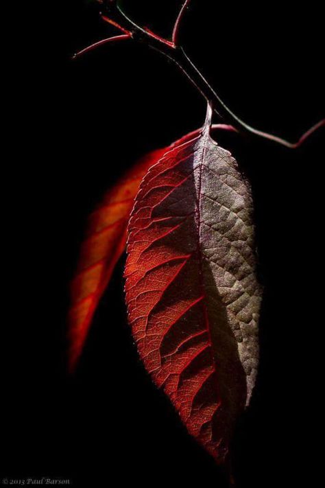 Dynamic Photos, Dry Leaves, Insta Bio, Crazy Wallpaper, Iphone Wallpaper Hd Nature, Red Leaves, Photography Wallpaper, Dark Background, World Of Color