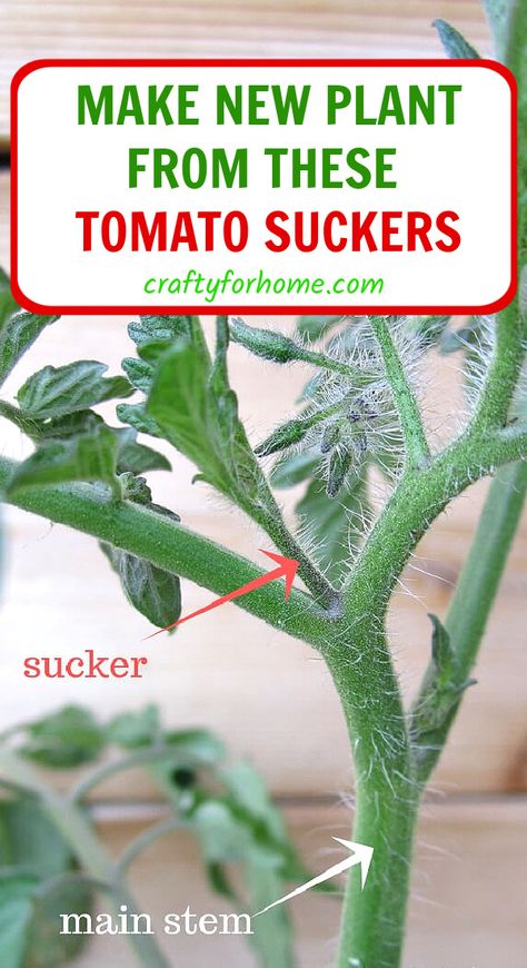 Tomato Container Gardening, Tomato Suckers, Ripen Green Tomatoes, Pruning Tomato Plants, Determinate Tomatoes, Growing Tomato Plants, Types Of Tomatoes, Tomato Plant, Garden Growing