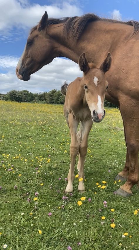 Horsey Life, Horse Breeder, Equestrian Aesthetic, Big Horses, Horse Aesthetic, Baby Horses, Most Beautiful Animals, Chestnut Horse, Horse Ranch