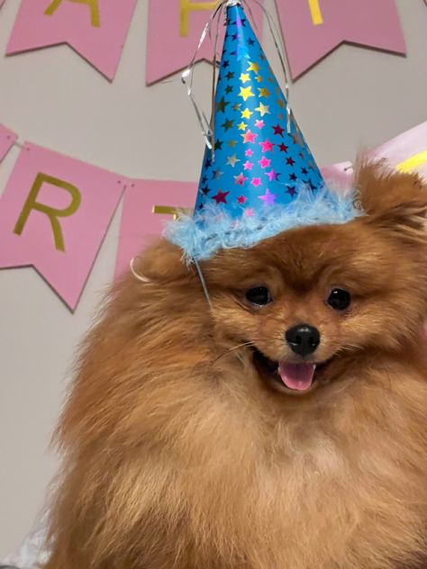 Dog Birthday Ideas, Puppy Birthday, Pomeranian Puppy, Dog Birthday, Birthday Humor, Cuteness Overload, Loki, Birthday Ideas, Dog Breeds