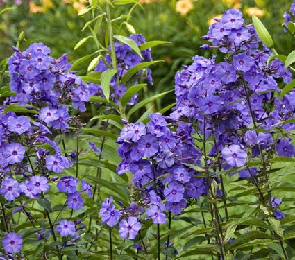 Phlox paniculata Blue Paradise Midwest Flower Garden, Midwest Gardening, Summer Perennials, Spring Backyard, Phlox Plant, River Garden, Flower Farms, Phlox Flowers, Phlox Paniculata