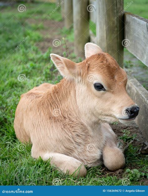 Jersey Cow Calf Sitting in a Paddock by the Fence Cow Icon, Rabbit Hide, Cow And Calf, Smaller Calves, Black Pig, Jersey Cow, Green Animals, Pig Farming, Cow Calf