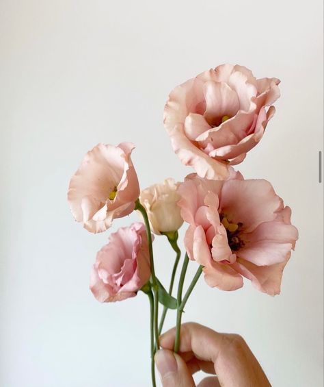 Light Peach Flowers, Blush Tulips, Blush Lisianthus, Peach Tulips, Dusty Pink Flowers, Pink Lisianthus, Ateez Fanart, Artwork Flowers, Pale Pink Flowers