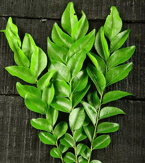 Curry Leaves For Hair Growth, Yogurt For Hair, Worst Food, Coconut Milkshake, Curry Leaf, Henna Tutorial, Hair Colouring, Health Hair, Prevent Hair Fall