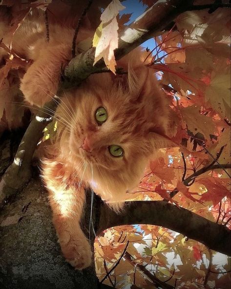 Fall Cats, Orange Cats, Curious Cat, Orange Aesthetic, Cat Character, Red Cat, Cat Photography, Ginger Cats, Cat Aesthetic