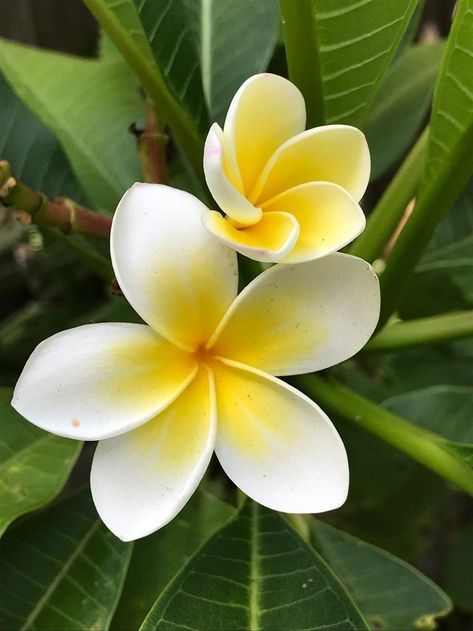 Plumeria Aesthetic, Chocoflan Recipe, Simple Dance, Plumeria Flowers, Tattoo Cover-up, Plant Aesthetic, Art Drawings Simple, Pretty Colours, Amazing Flowers