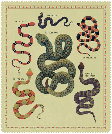 Coral Snake Drawing, Coral Snake Tattoo, Druid House, Snake Reference, Amazon Secrets, Texas Snakes, Rattlesnake Bites, Milk Snake, Snake Illustration