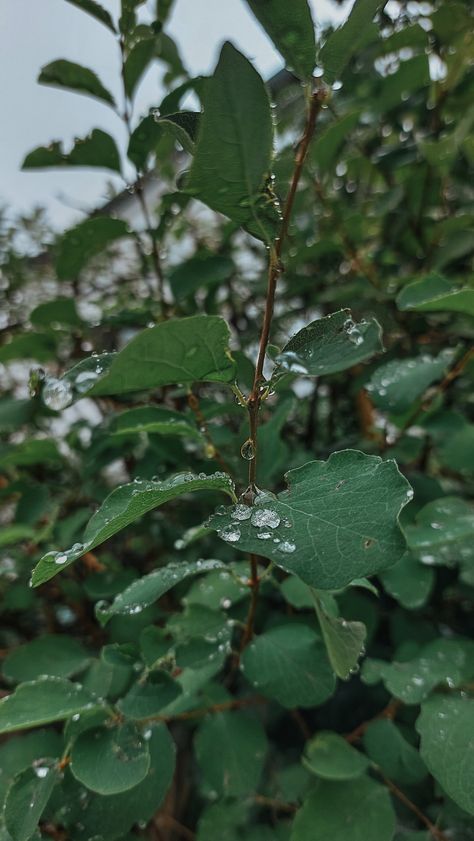 Nature after the rain, water droplets on the leaves, rain drops on the leaves, rain droplets, rainy days, rain aesthetic, nature photography Rain Drops On Flowers, Aesthetic Nature Photography, Rain Droplets, Aesthetic Water, Rain Aesthetic, Leaves Autumn, Aesthetic Nature, After The Rain, Weather And Climate