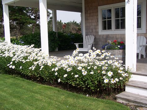 Farmers Porch Landscaping, Daisies Landscaping, Shasta Daisy Landscaping, Daisy Landscaping, Shingled Cottage, Daisy Landscape, Hydrangea Border, Daisy Border, Front Porch Landscape